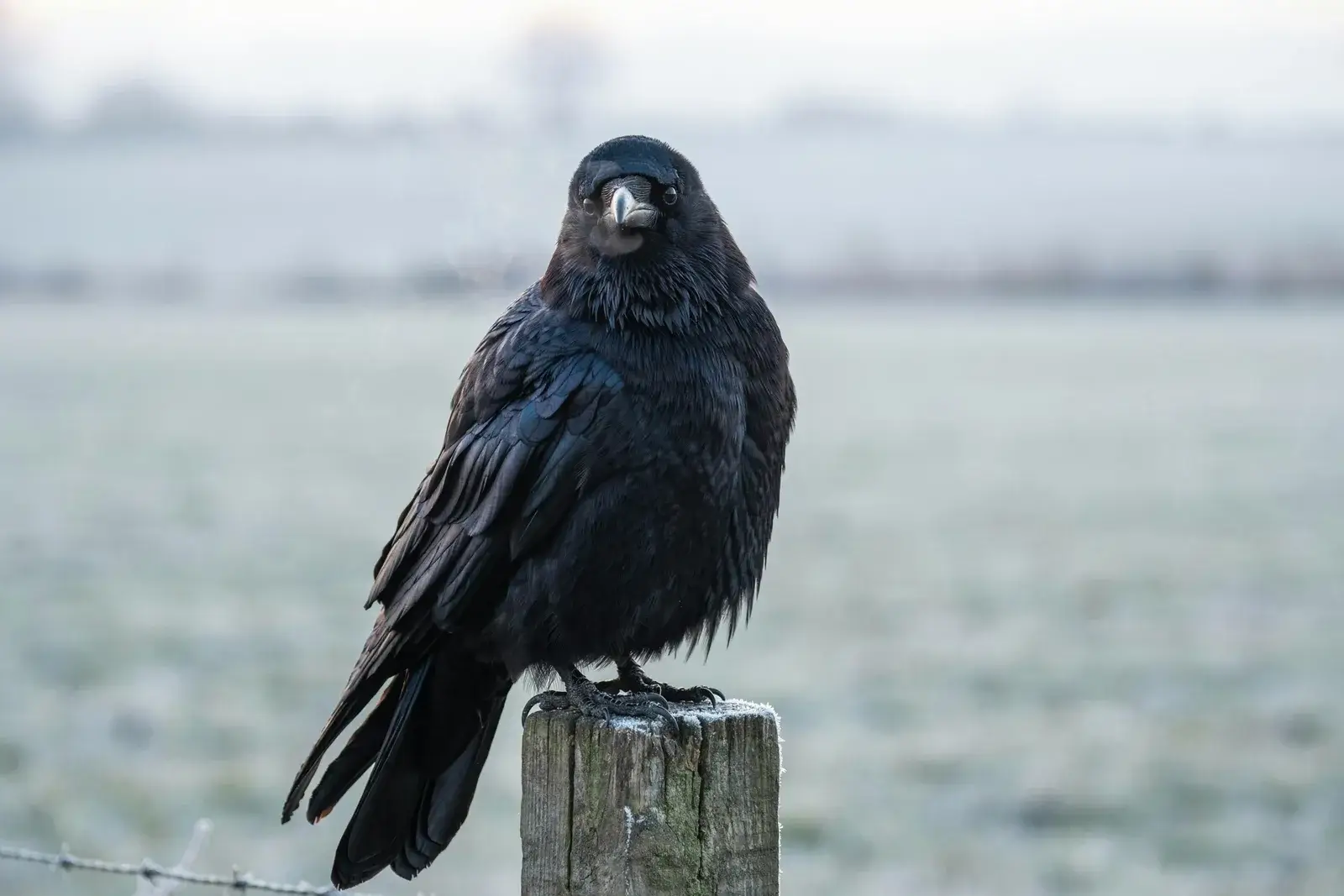 Raven facing the camera on a frosted fence post, a soft grey-green field behind