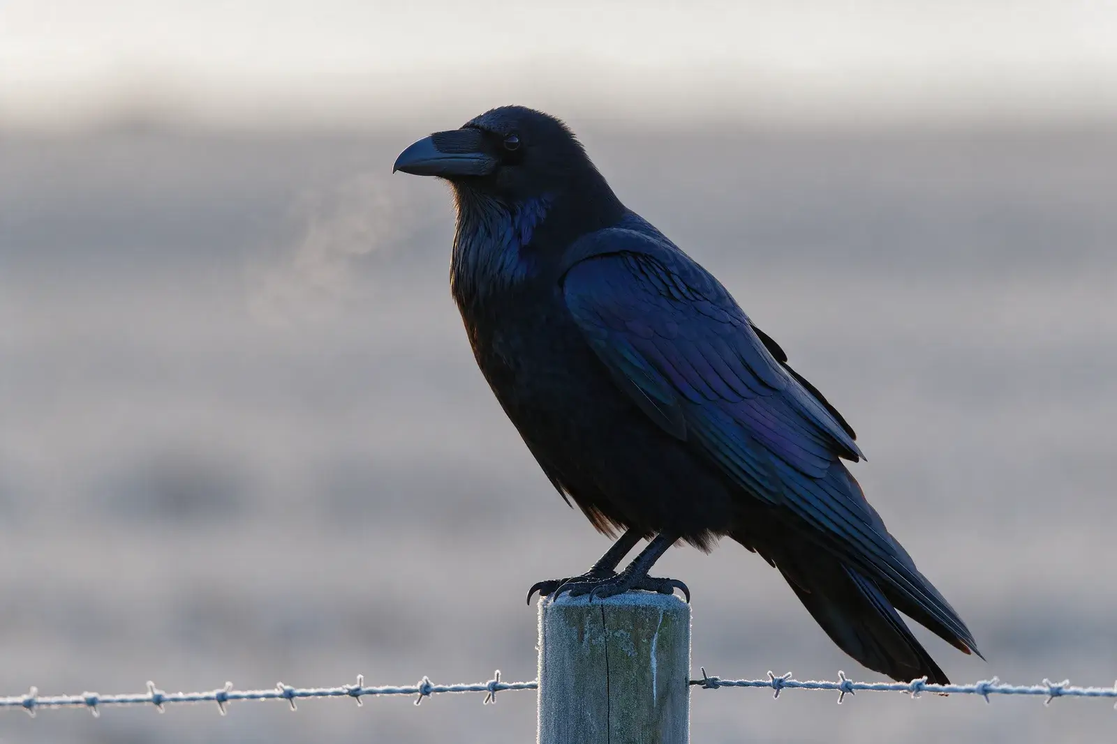 Raven in profile on a fence post above barbed wire, its breath drifting, a misty grey field behind