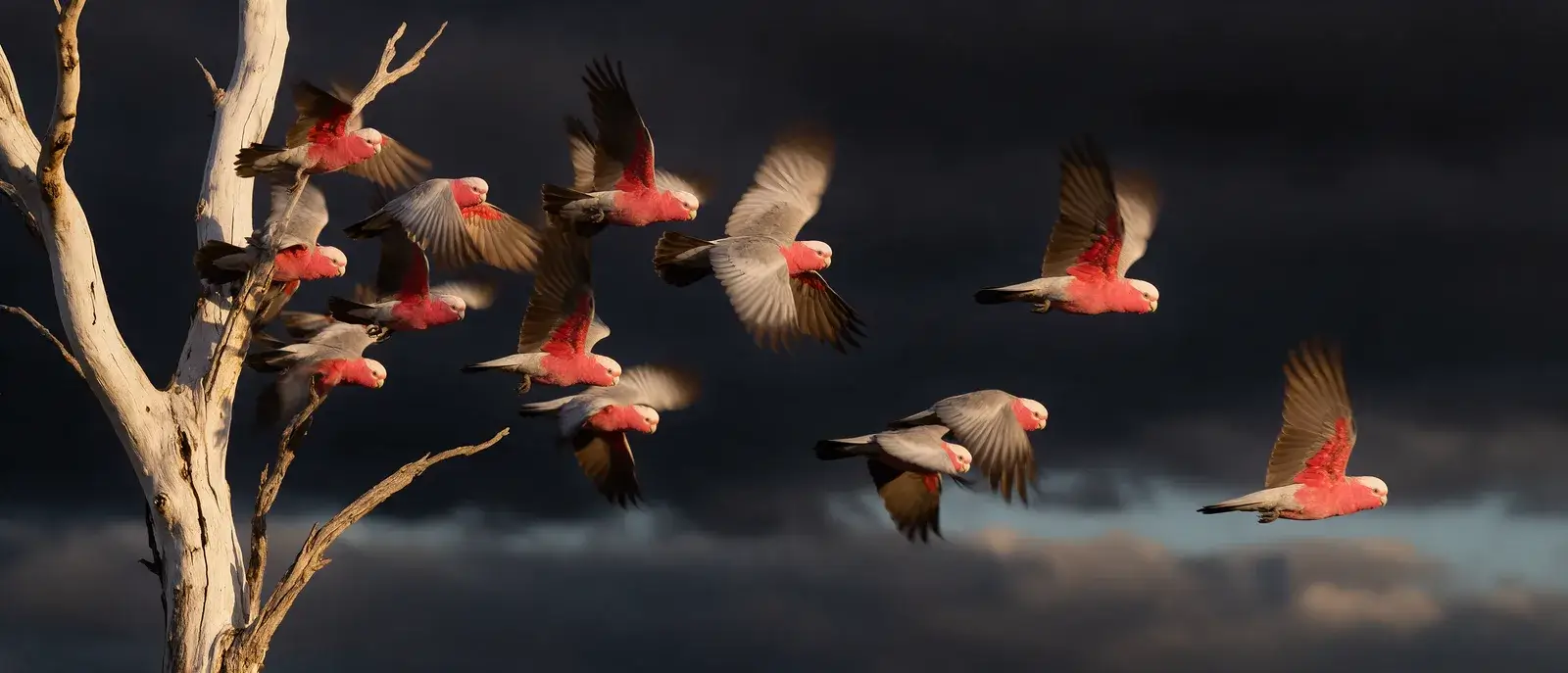 Wildlife photograph of pink-and-grey galahs bursting off a dead white gum tree, lit by low sun against a black storm sky