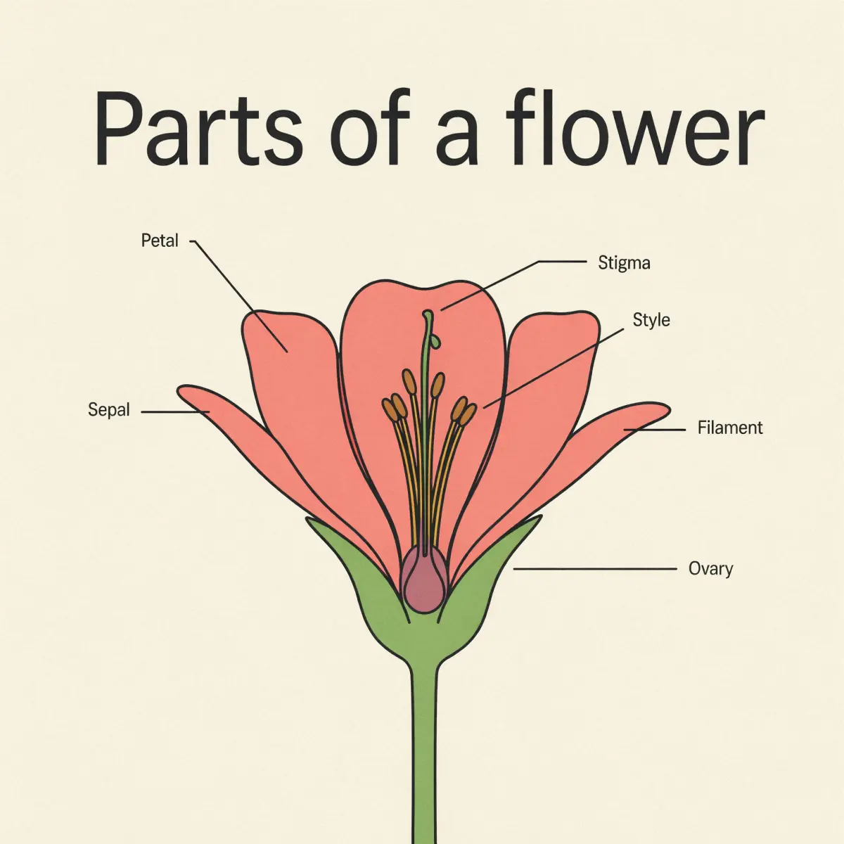 Ideogram 4.5: Parts of a flower, a coral flower with six labels; Anther is missing and the Sepal, Filament, Style and Ovary lines end on the wrong parts
