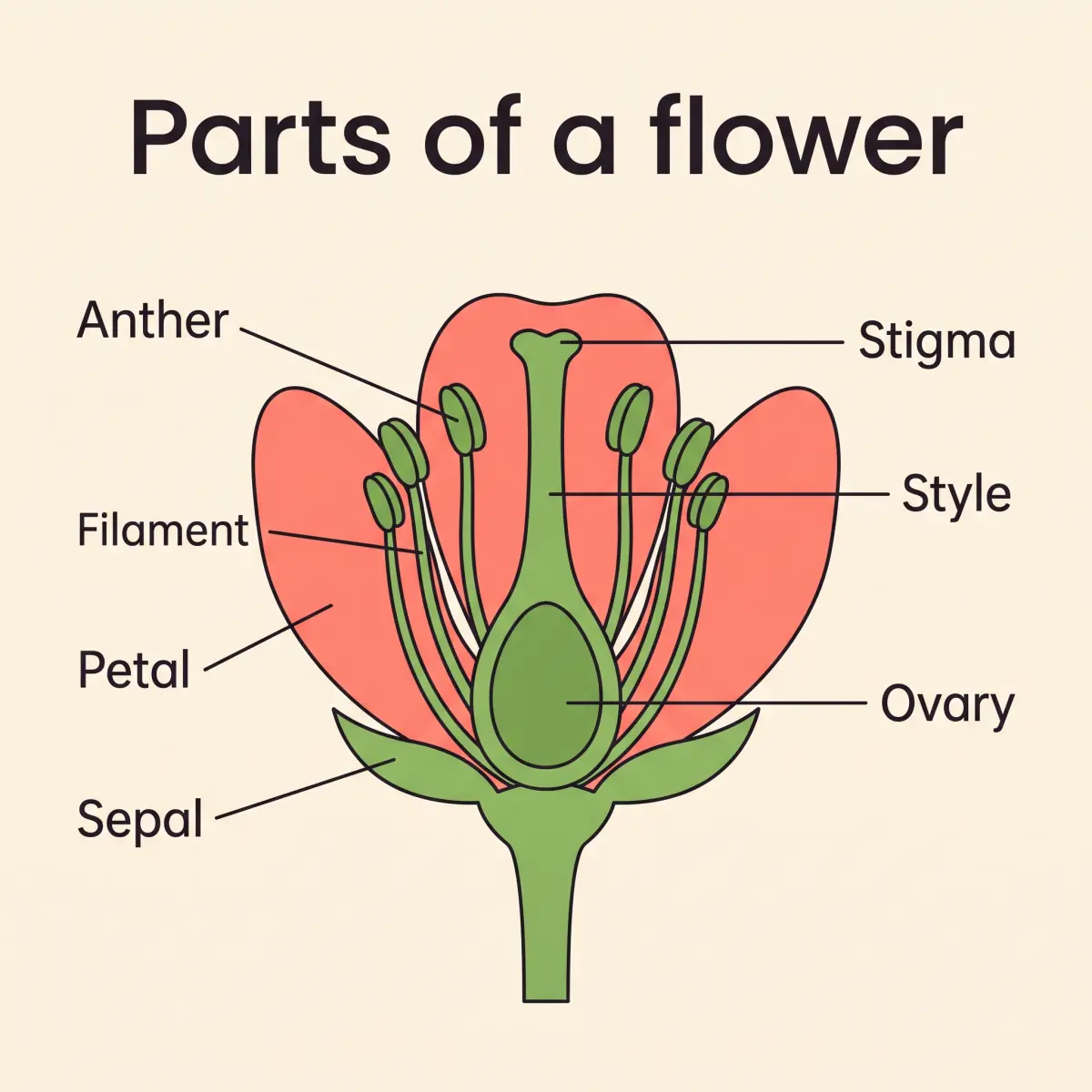 Nano Banana 2.1: Parts of a flower, a coral flower cut in half with green stamens and carpel, all seven labels on their parts