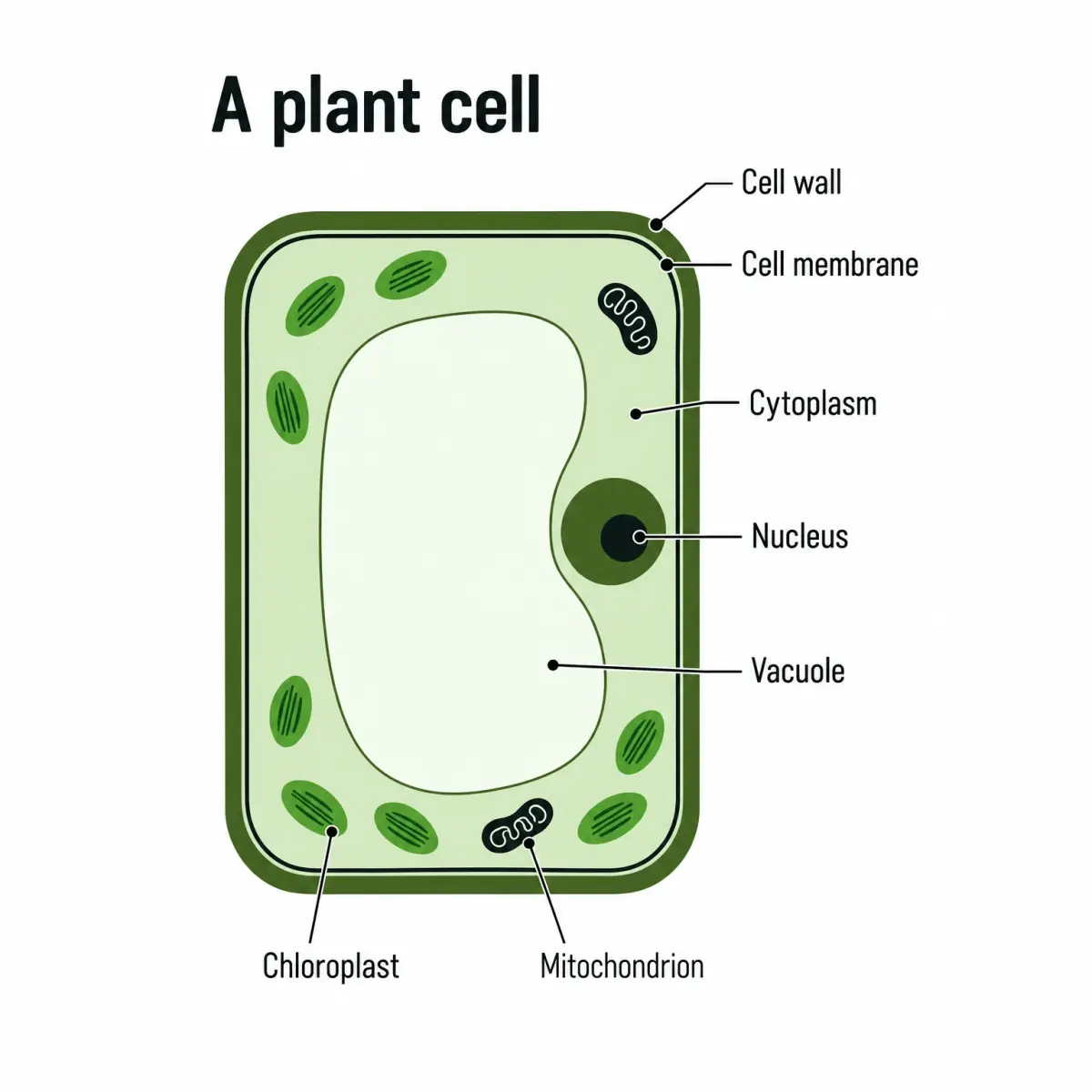 A flat white diagram titled A plant cell in three greens, its seven parts labelled on leader lines
